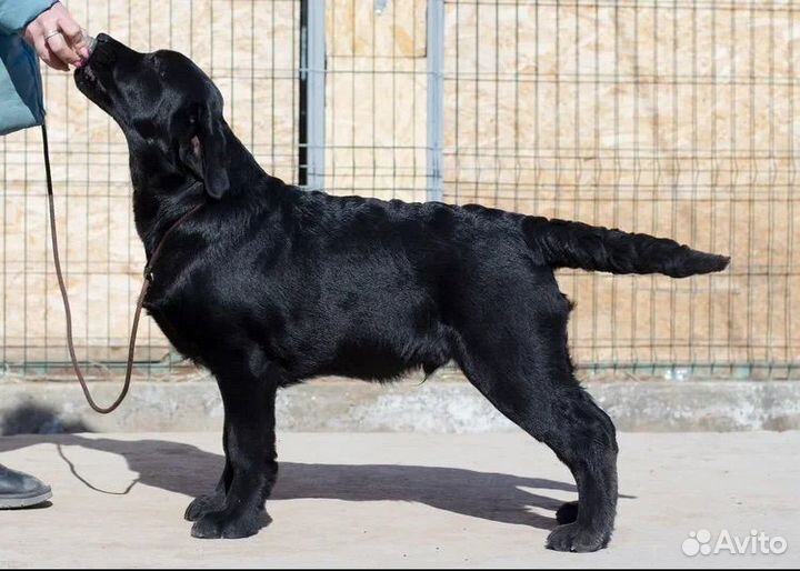 Лабрадор ретривер