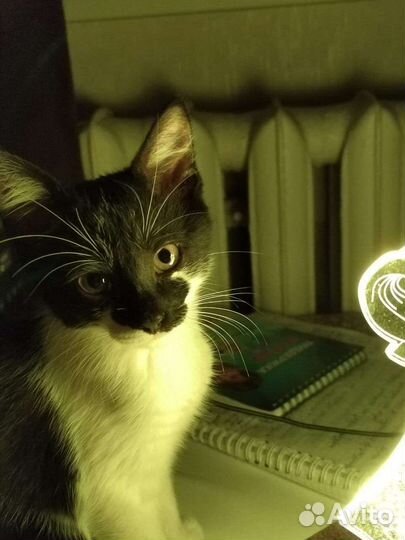 Отдам котенка в добрые руки