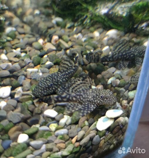 Сом Анцитрус подросшие детки