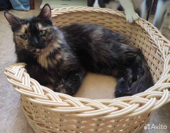 Кошка бесплатно