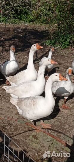 Домашняя птица