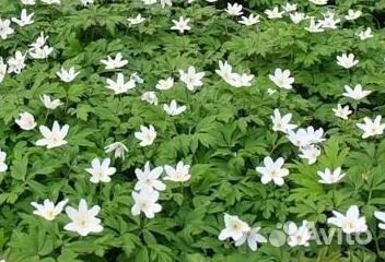 Гипсофила, ветренница, сон-трава, астра виргинская