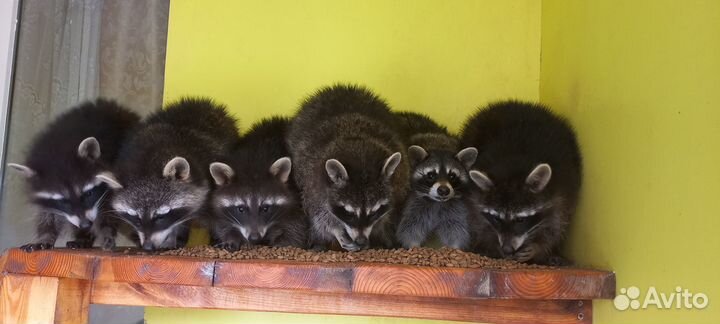 Продам енота