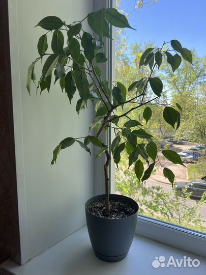 Фикус бенджамина