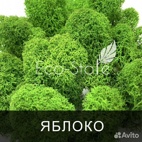 Стабилизированный мох