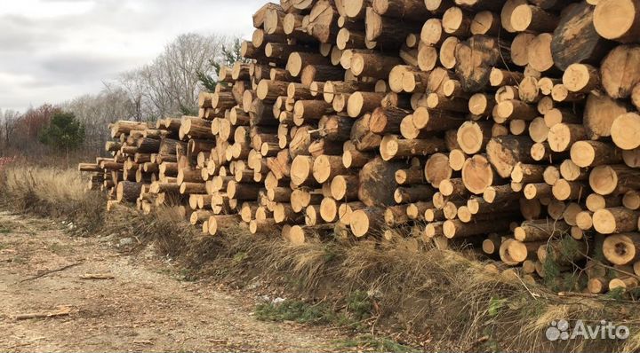 Лес кругляк сосна