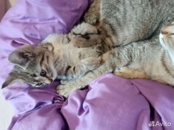 Котята в дар