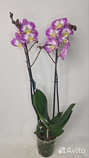 Орхидея фаленопсис