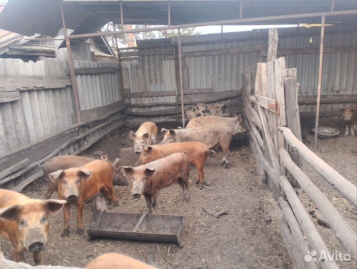 Продаю свиней