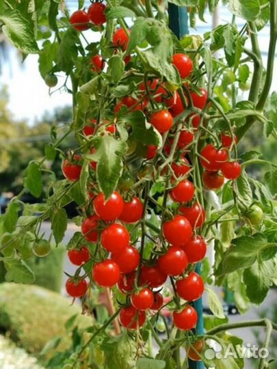 Рассада помидор черри на заказ