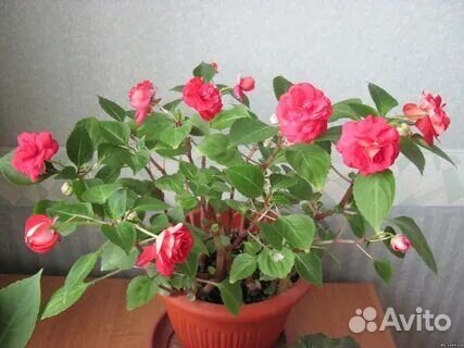 Ванька мокрый (розочки)