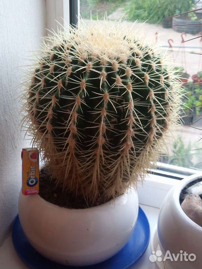 Кактусы редкие