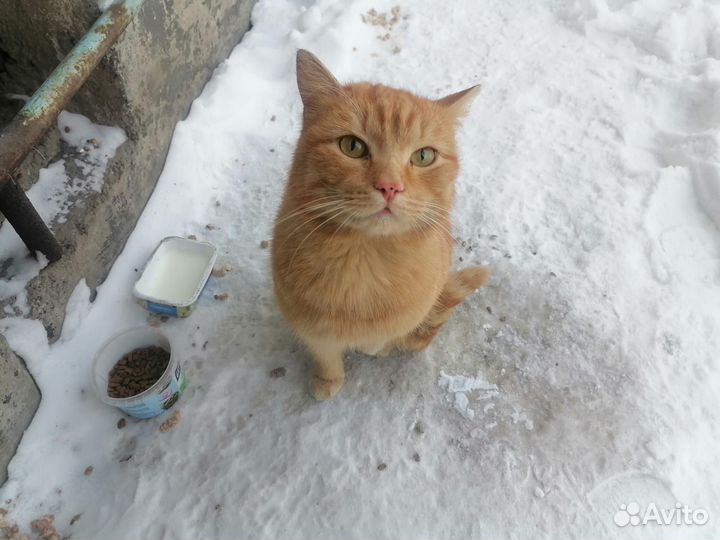 Котик в добрые руки
