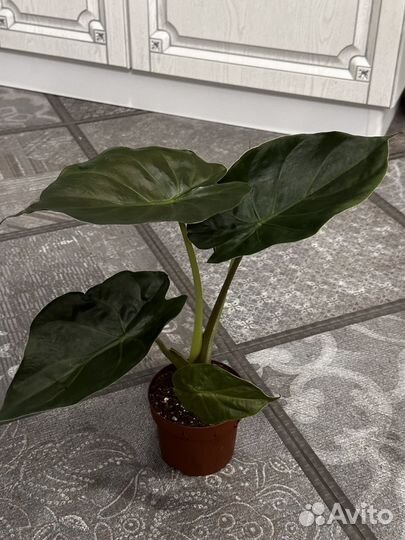 Комнатные растения, филолендрон, аглонема, фикус