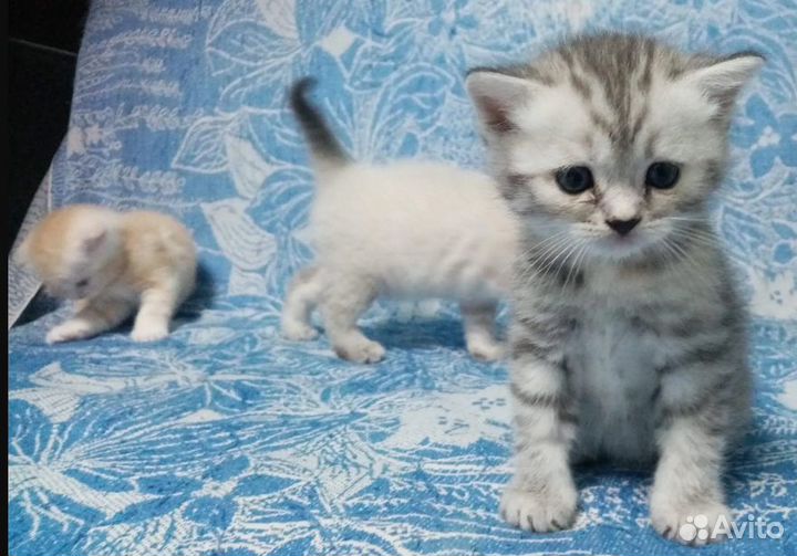 Британские котята