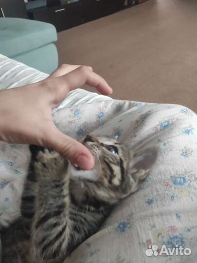 Котята мейн-кун