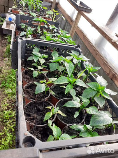 Рассада клубники,земляника