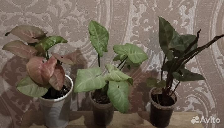 Сингониум 6 сортов, роули, коллизия роз и зел