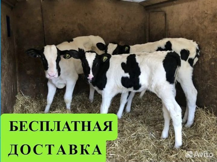 Телята бычки на откорм