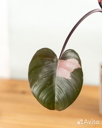 Филодендрон розовая принцесса