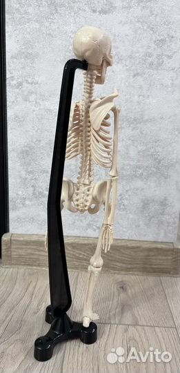 Скелет. Учебный материал. Тонометр механический