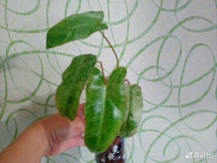 Филодендрон