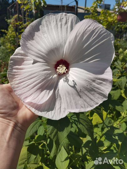Гибискус травянистый