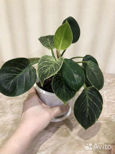 Филодендрон биркин вайт