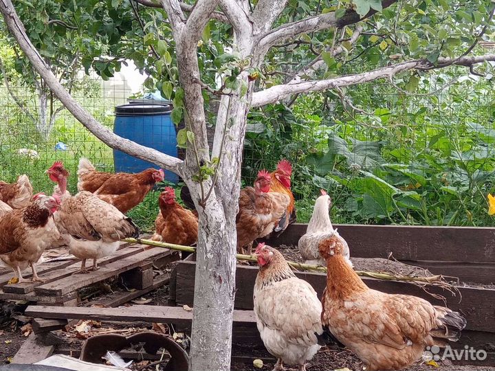 Куры несушки деревенские много яиц