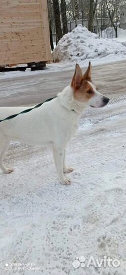 Отдам собаку в добрые руки