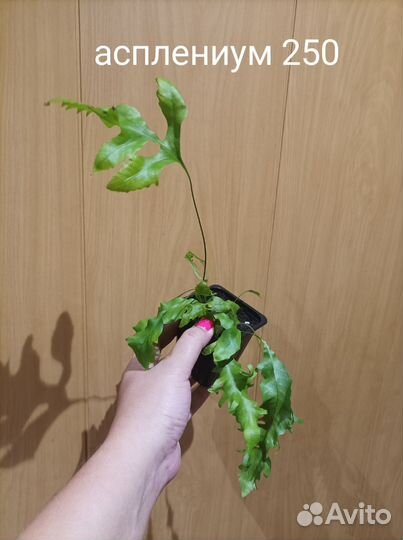 Домашние растения