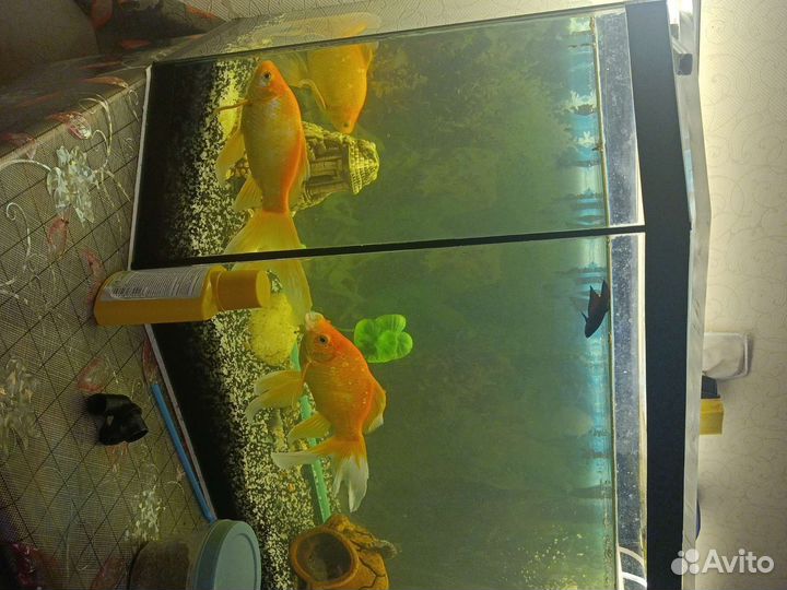 Золотые рыбки