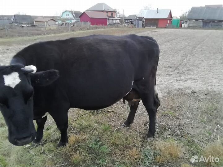 Корова стельная