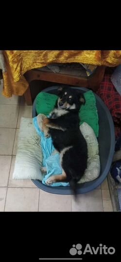 Щенок в добрые руки