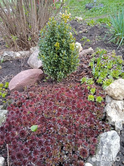 Молодило(каменная роза)