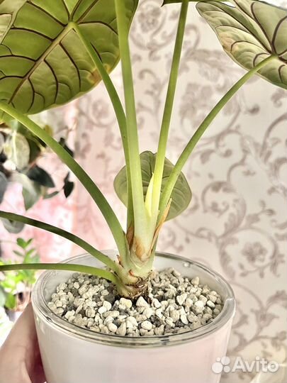 Алоказия сильвер дракон