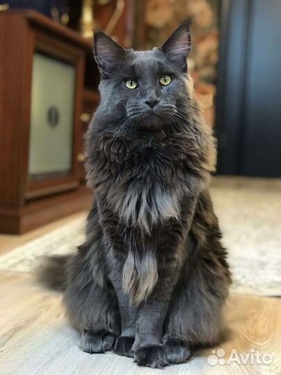 Мейн-кун вязка