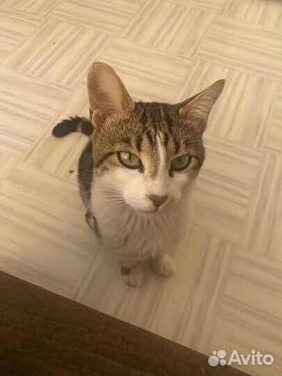 Котик Бузик