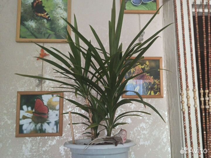 Кливия, кордилина зелёная.хлорофитум, и др