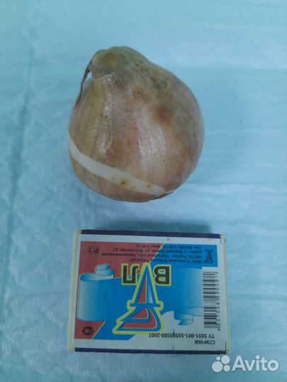 Тюльпан бахромчатый Фламенко (луковицы)