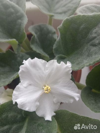 Фиалка (детки фиалки)