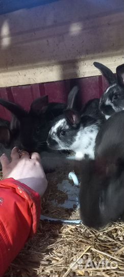 Продам кроликов