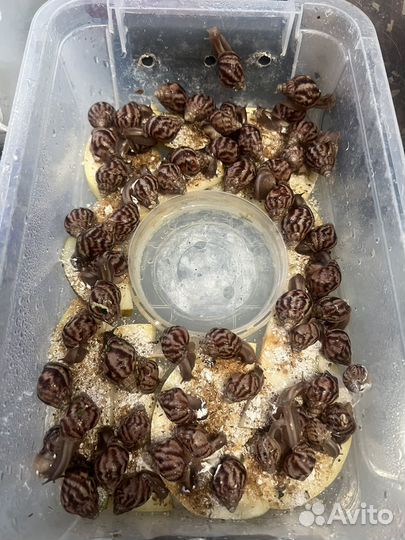 Улитки ахатины фулика