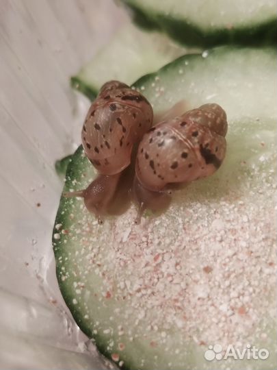 Улитки ахатины (улитята)