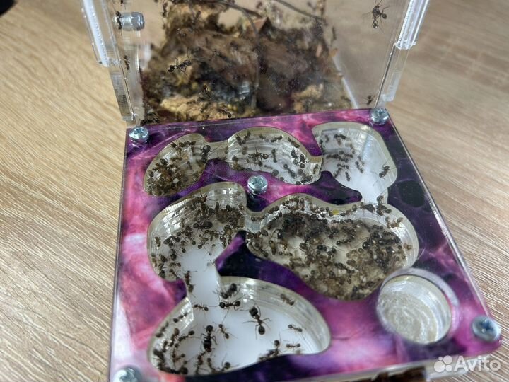 Муравьи жнецы для фермы