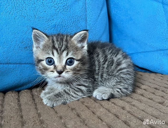 Шотландские котята