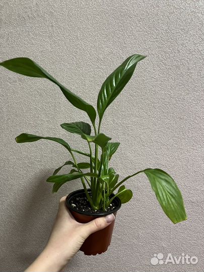 Спатифиллум (Женское счастье)