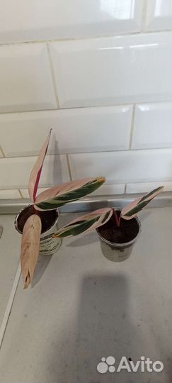 Продам отростки домашних цветов