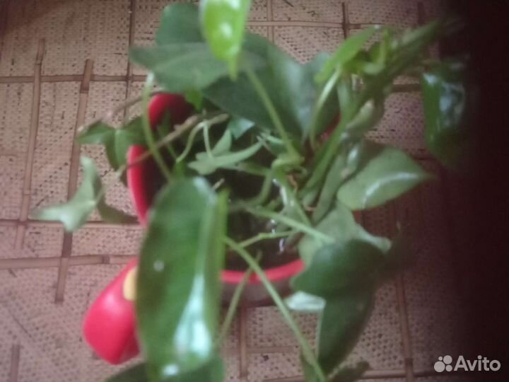 Филодендрон