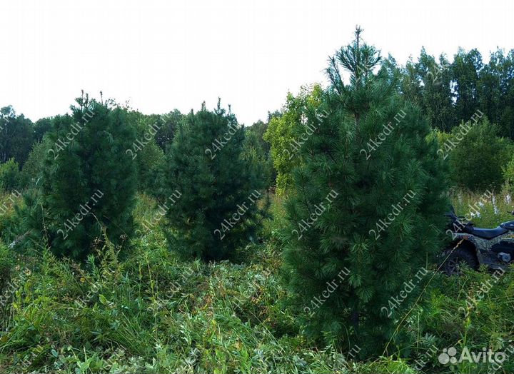 Дерево кедра